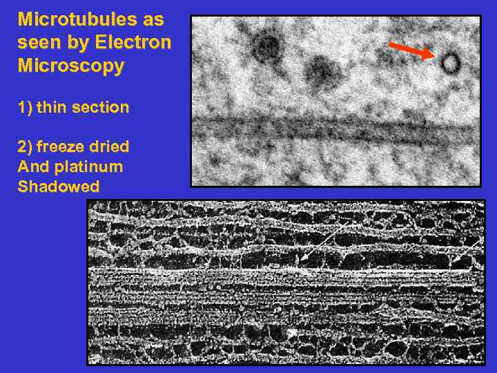 Microtubules as seen by Electron Microscopy 1) thin section 2) freeze dried And platinum
