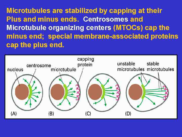 Microtubules are stabilized by capping at their Plus and minus ends. Centrosomes and Microtubule