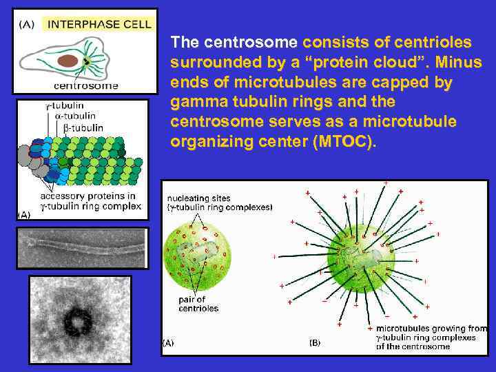 The centrosome consists of centrioles surrounded by a “protein cloud”. Minus ends of microtubules