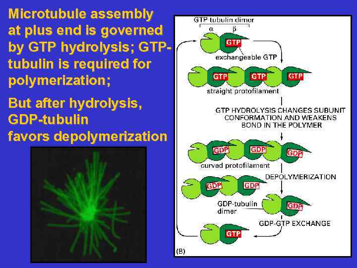 Microtubule assembly at plus end is governed by GTP hydrolysis; GTPtubulin is required for