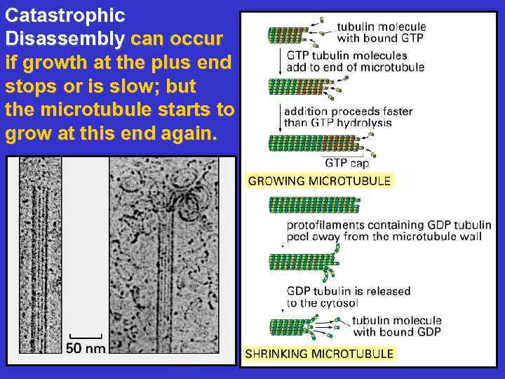 Catastrophic Disassembly can occur if growth at the plus end stops or is slow;