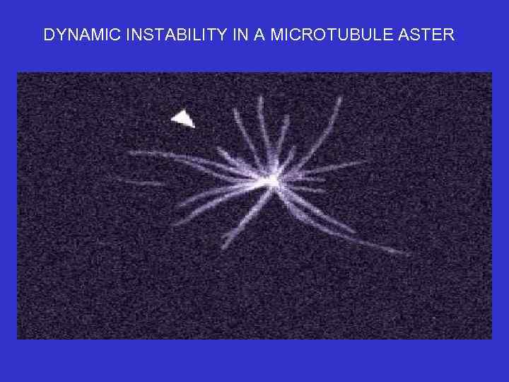 DYNAMIC INSTABILITY IN A MICROTUBULE ASTER 