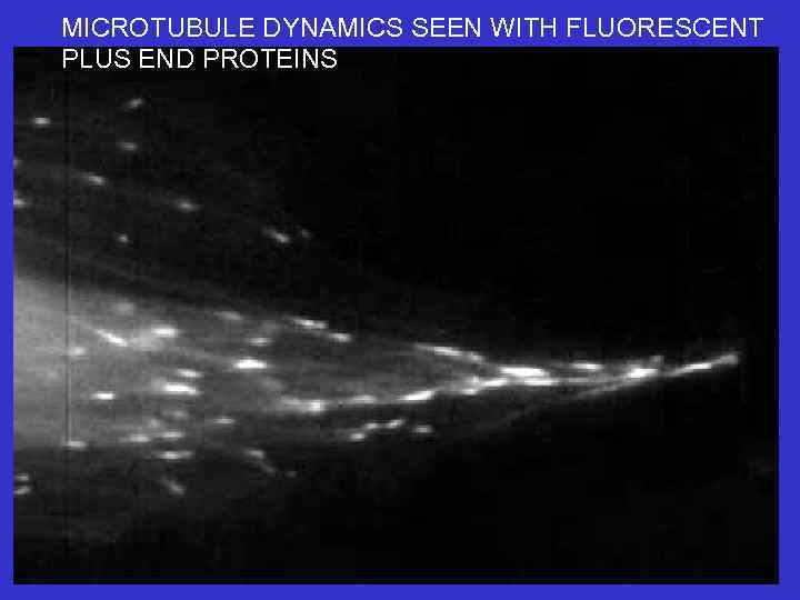 MICROTUBULE DYNAMICS SEEN WITH FLUORESCENT PLUS END PROTEINS 