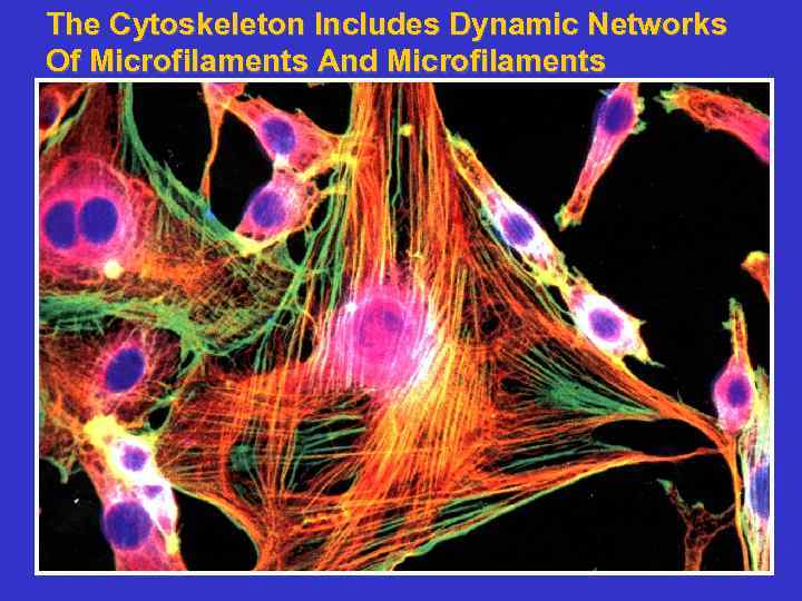 The Cytoskeleton Includes Dynamic Networks Of Microfilaments And Microfilaments 