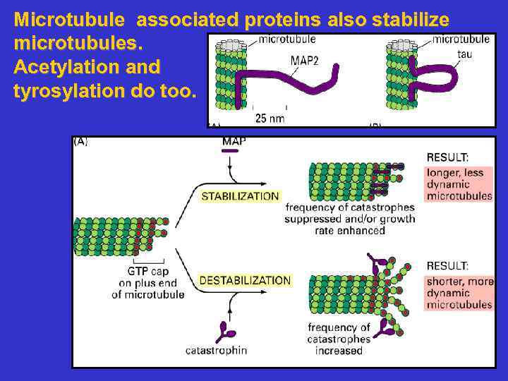 Microtubule associated proteins also stabilize microtubules. Acetylation and tyrosylation do too. 