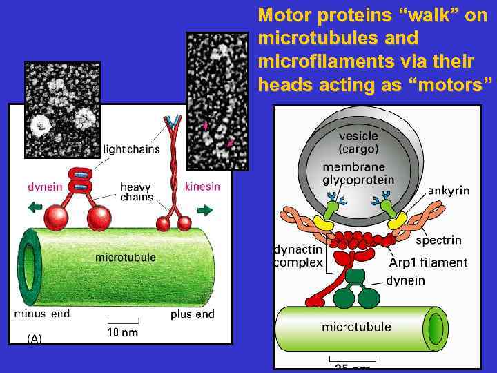 Motor proteins “walk” on microtubules and microfilaments via their heads acting as “motors” 