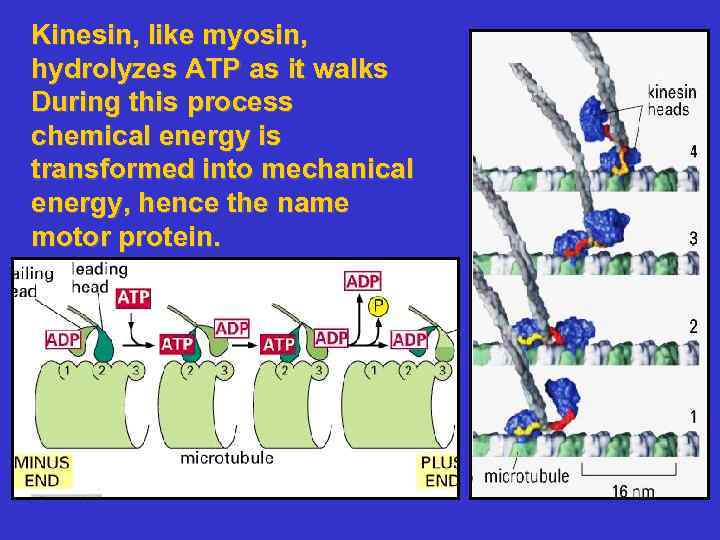 Kinesin, like myosin, hydrolyzes ATP as it walks During this process chemical energy is