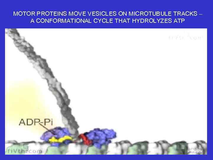 MOTOR PROTEINS MOVE VESICLES ON MICROTUBULE TRACKS – A CONFORMATIONAL CYCLE THAT HYDROLYZES ATP