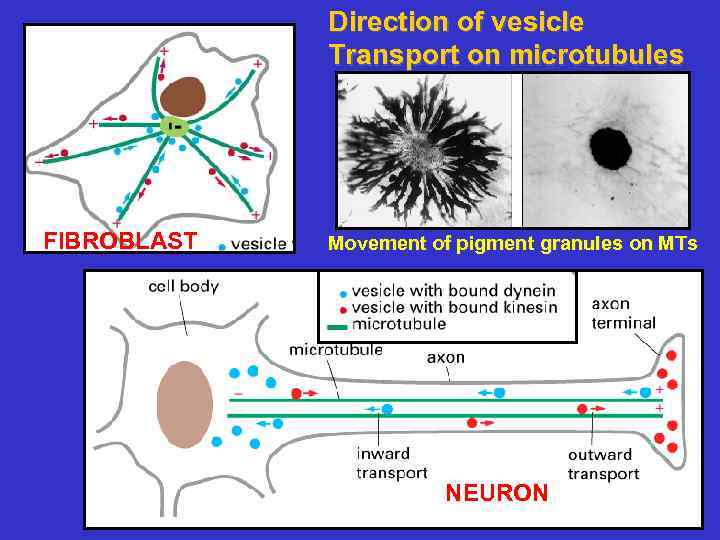 Direction of vesicle Transport on microtubules FIBROBLAST Movement of pigment granules on MTs NEURON