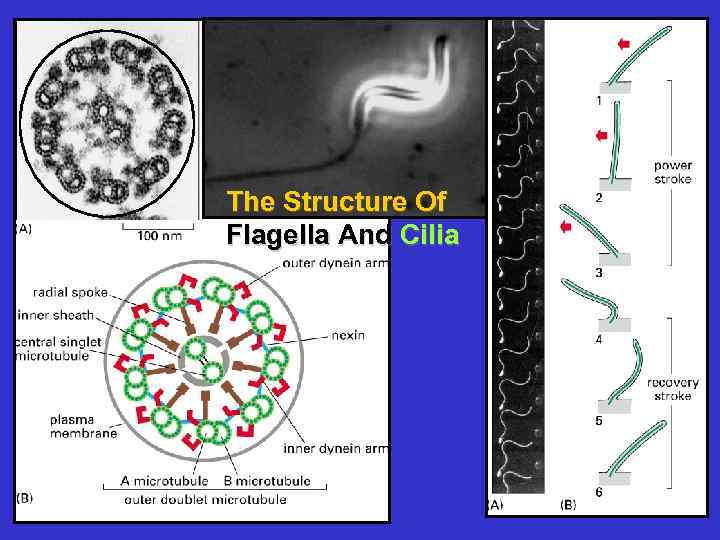 The Structure Of Flagella And Cilia 