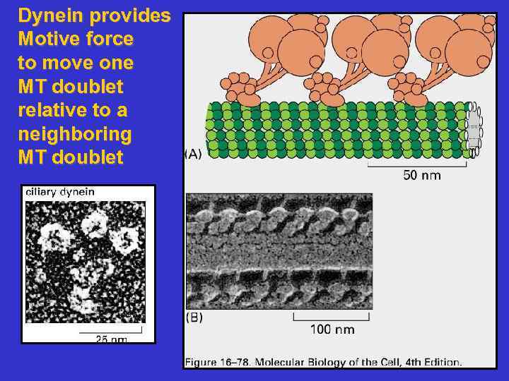 Dynein provides Motive force to move one MT doublet relative to a neighboring MT