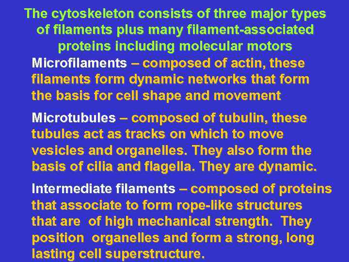 The cytoskeleton consists of three major types of filaments plus many filament-associated proteins including