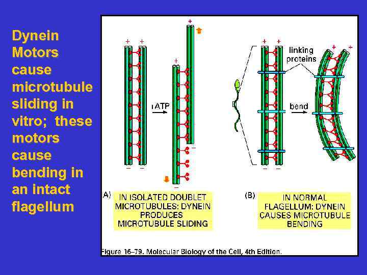 Dynein Motors cause microtubule sliding in vitro; these motors cause bending in an intact