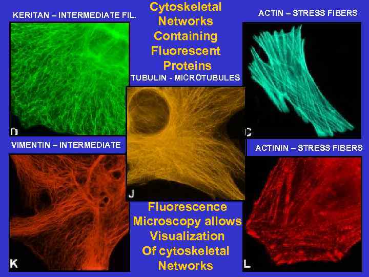 KERITAN – INTERMEDIATE FIL. Cytoskeletal Networks Containing Fluorescent Proteins ACTIN – STRESS FIBERS TUBULIN