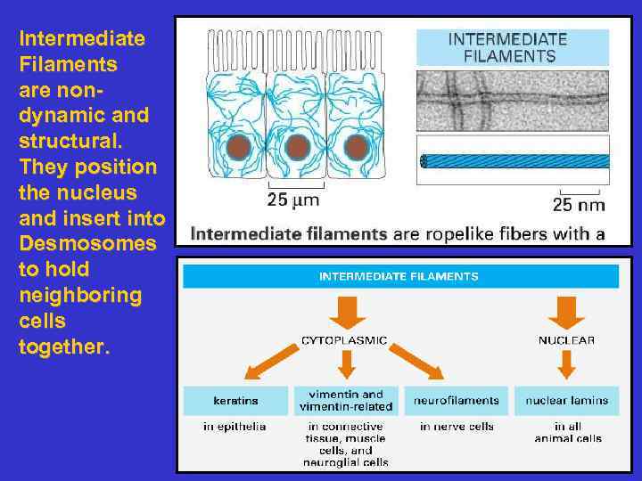 Intermediate Filaments are nondynamic and structural. They position the nucleus and insert into Desmosomes