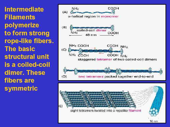Intermediate Filaments polymerize to form strong rope-like fibers. The basic structural unit is a