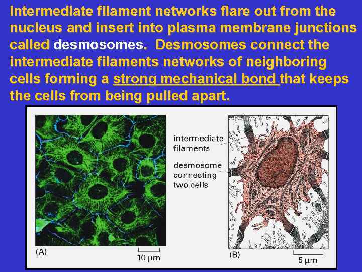 Intermediate filament networks flare out from the nucleus and insert into plasma membrane junctions