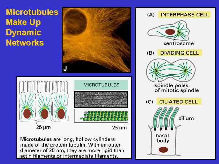 Microtubules Make Up Dynamic Networks 