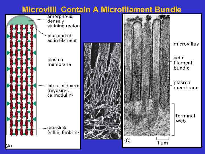 Microvilli Contain A Microfilament Bundle 