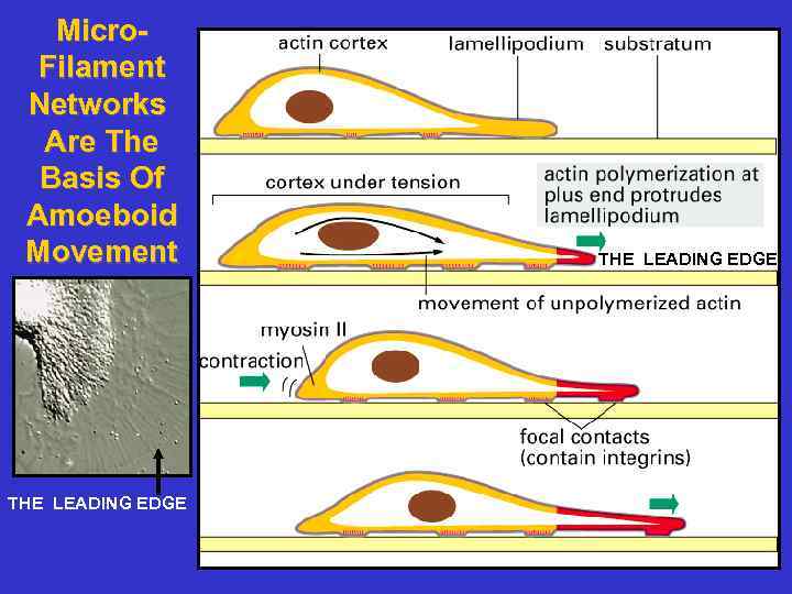 Micro. Filament Networks Are The Basis Of Amoeboid Movement THE LEADING EDGE 