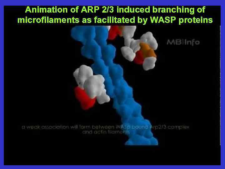 Animation of ARP 2/3 induced branching of microfilaments as facilitated by WASP proteins 