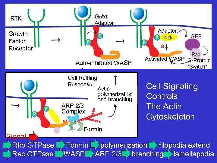 Gab 1 Adaptor Growth Factor Receptor Auto-inhibited WASP Cell Ruffling Response Actin polymerization and