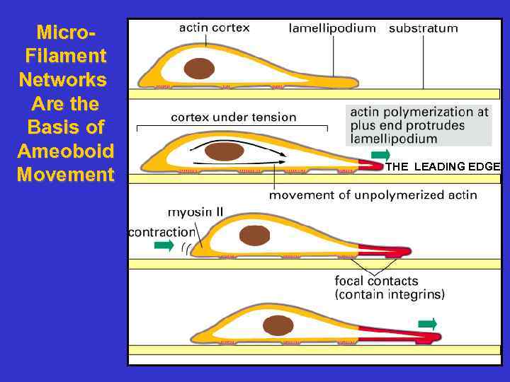 Micro. Filament Networks Are the Basis of Ameoboid Movement THE LEADING EDGE 