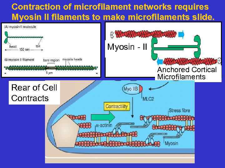 Contraction of microfilament networks requires Myosin II filaments to make microfilaments slide. Myosin -