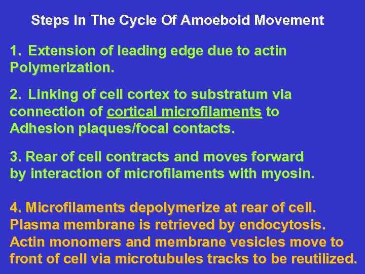 Steps In The Cycle Of Amoeboid Movement 1. Extension of leading edge due to