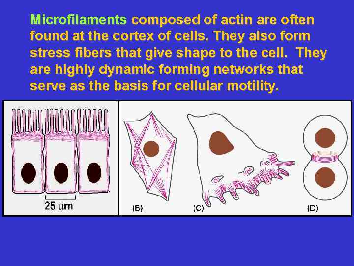 Microfilaments composed of actin are often found at the cortex of cells. They also