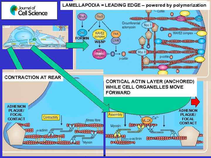 LAMELLAPODIA = LEADING EDGE – powered by polymerization FORMIN CONTRACTION AT REAR WASP CORTICAL