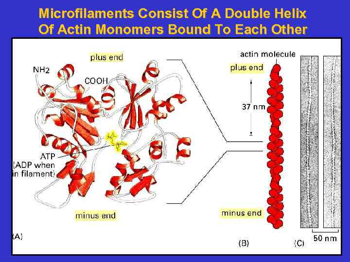 Microfilaments Consist Of A Double Helix Of Actin Monomers Bound To Each Other 