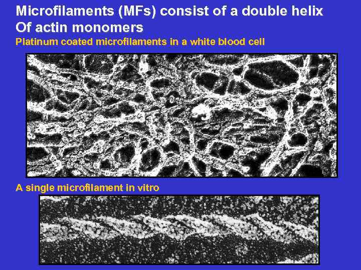 Microfilaments (MFs) consist of a double helix Of actin monomers Platinum coated microfilaments in