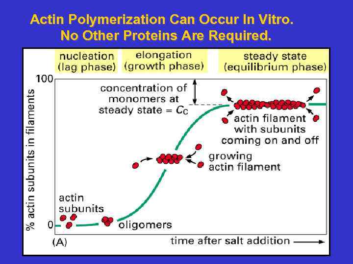 Actin Polymerization Can Occur In Vitro. No Other Proteins Are Required. 