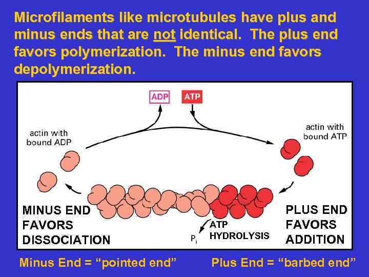 Microfilaments like microtubules have plus and minus ends that are not identical. The plus