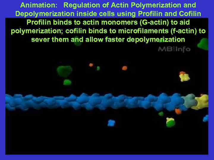 Animation: Regulation of Actin Polymerization and Depolymerization inside cells using Profilin and Cofilin Profilin