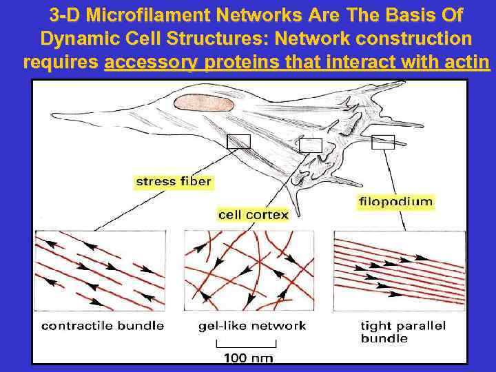 3 -D Microfilament Networks Are The Basis Of Dynamic Cell Structures: Network construction requires