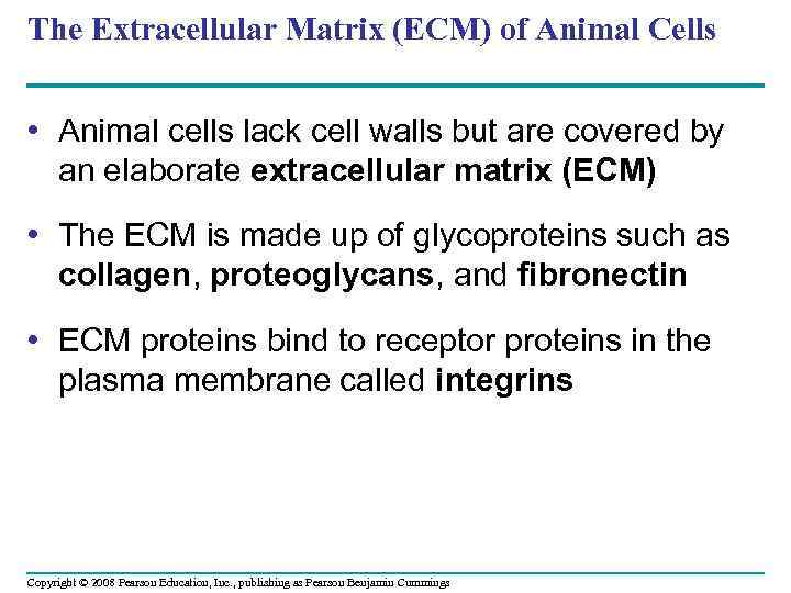 The Extracellular Matrix (ECM) of Animal Cells • Animal cells lack cell walls but