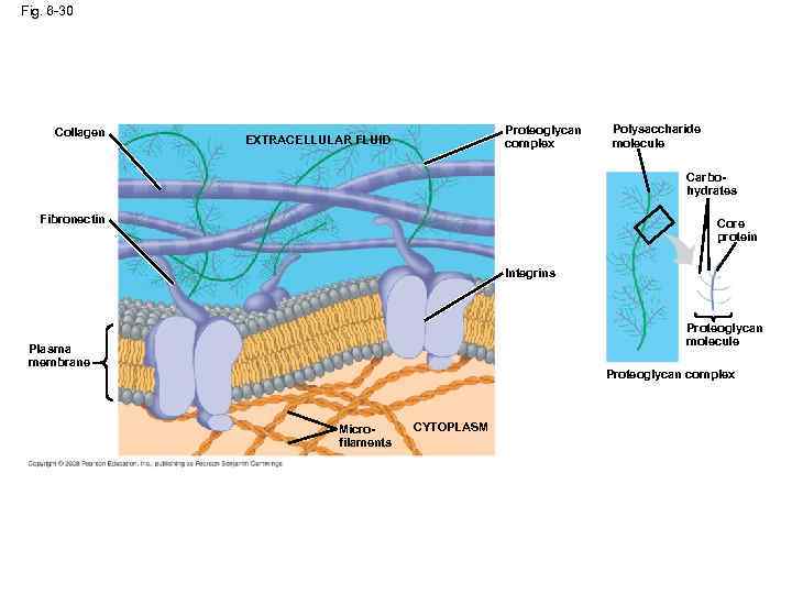 Fig. 6 -30 Collagen Proteoglycan complex EXTRACELLULAR FLUID Polysaccharide molecule Carbohydrates Fibronectin Core protein