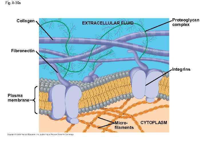 Fig. 6 -30 a Collagen Proteoglycan complex EXTRACELLULAR FLUID Fibronectin Integrins Plasma membrane Microfilaments