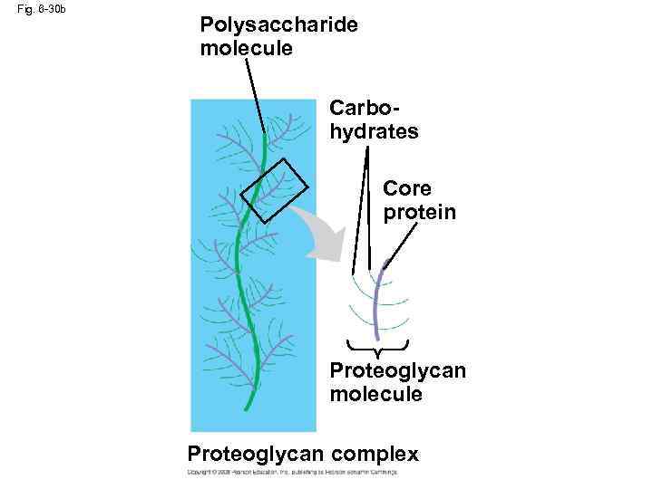 Fig. 6 -30 b Polysaccharide molecule Carbohydrates Core protein Proteoglycan molecule Proteoglycan complex 