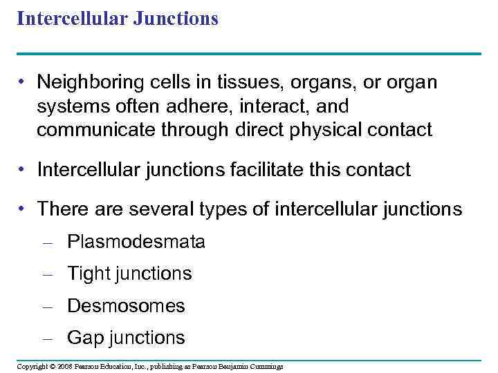 Intercellular Junctions • Neighboring cells in tissues, organs, or organ systems often adhere, interact,