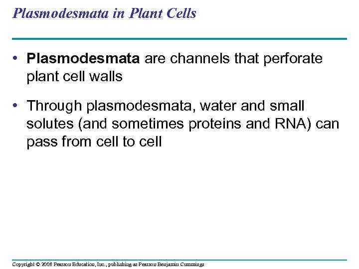 Plasmodesmata in Plant Cells • Plasmodesmata are channels that perforate plant cell walls •