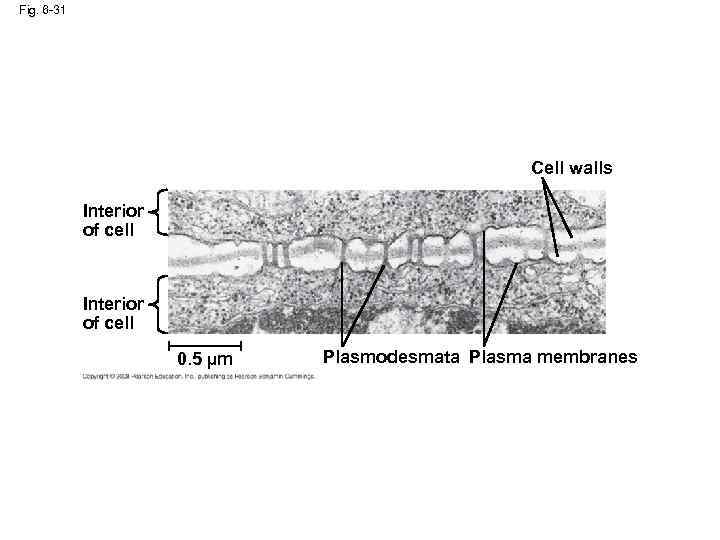 Fig. 6 -31 Cell walls Interior of cell 0. 5 µm Plasmodesmata Plasma membranes