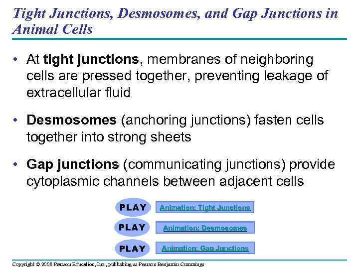 Tight Junctions, Desmosomes, and Gap Junctions in Animal Cells • At tight junctions, membranes