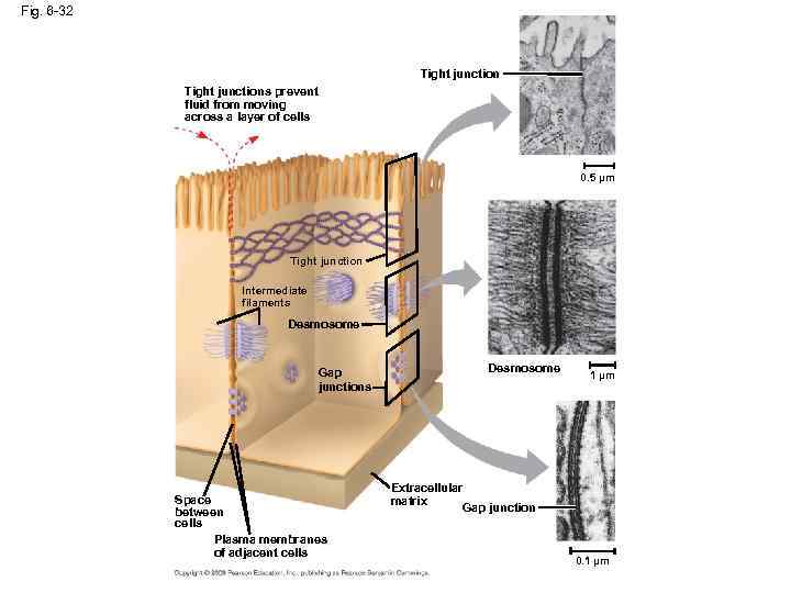 Fig. 6 -32 Tight junctions prevent fluid from moving across a layer of cells