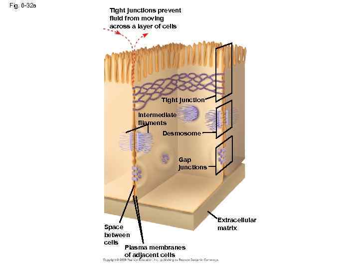 Fig. 6 -32 a Tight junctions prevent fluid from moving across a layer of