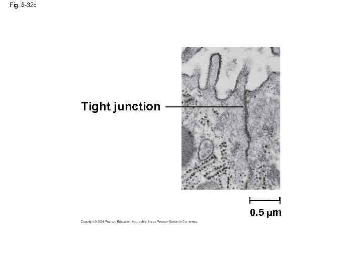 Fig. 6 -32 b Tight junction 0. 5 µm 