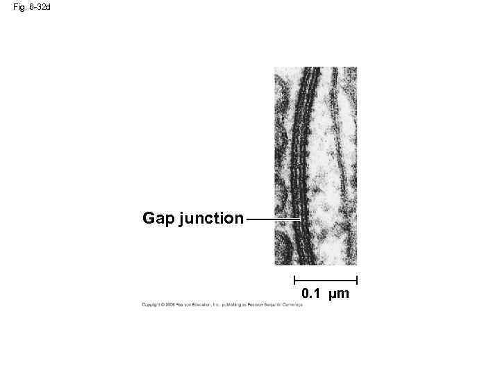 Fig. 6 -32 d Gap junction 0. 1 µm 