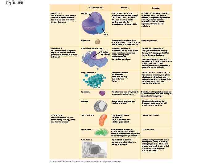 Fig. 6 -UN 1 Cell Component Concept 6. 3 The eukaryotic cell’s genetic instructions